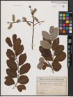 Foto von Salix aurita L. x Salix caprea L.